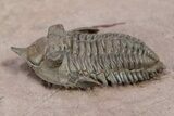 Pseudocryphaeus (Cryphina) Trilobite - Lghaft, Morocco #301717-2